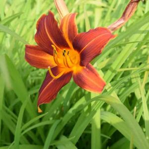 Hemerocallis 'Sammy Russell' ---